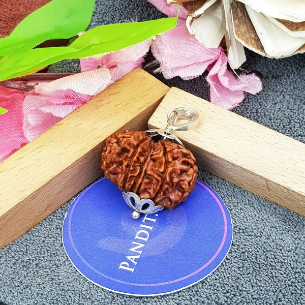 Thirteen Mukhi Premium Rare Rudraksha — main bead view showing mukhi (faces)