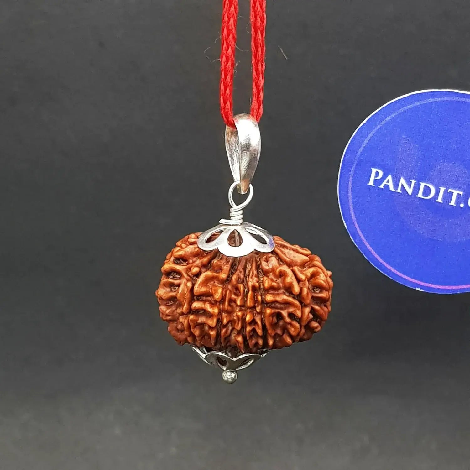 Thirteen Mukhi Premium Rare Rudraksha — bead size reference