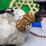 13 Faced Rudraksha – Nepal
