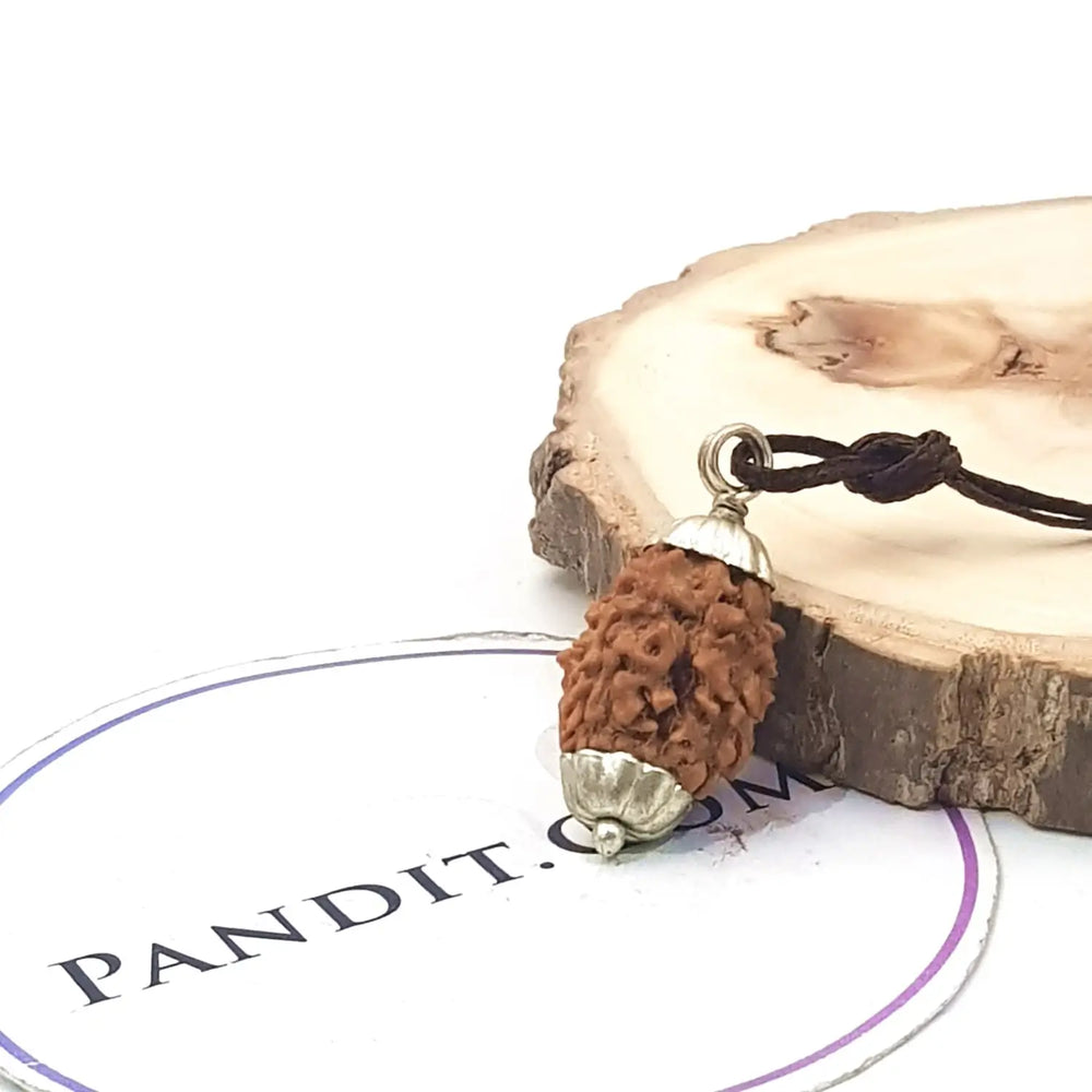 Three Mukhi Premium Rare Rudraksha — close-up macro showing surface texture and natural lines