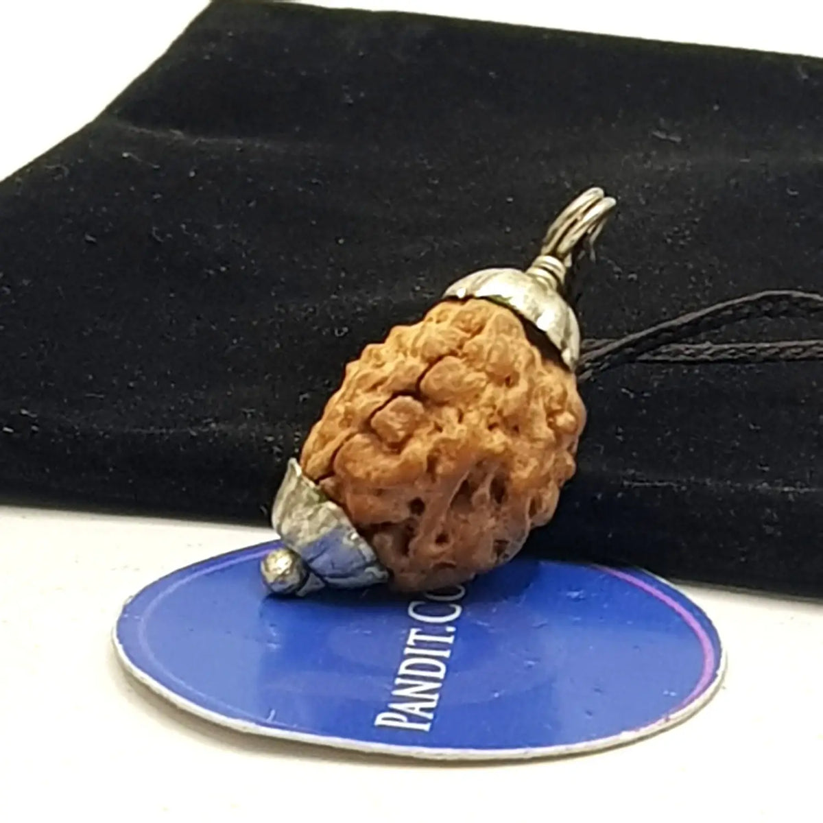 Three Mukhi Premium Rare Rudraksha