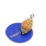 Three Mukhi Premium Rare Rudraksha