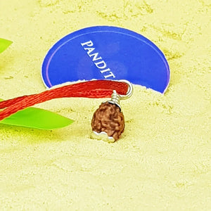 3 Mukhi Rudraksha Indonesia