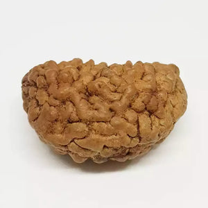 Trinetra Rudraksha – Premium Rare Rudraksha