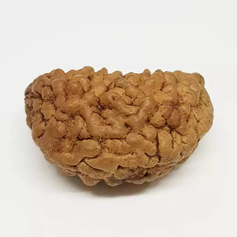 Trinetra Rudraksha – Premium Rare Rudraksha