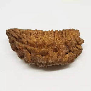 Trinetra Rudraksha – Regular