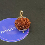Twelve Mukhi Premium Rare Rudraksha — bead size reference