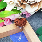 Twelve Mukhi Premium Rare Rudraksha — main bead view showing mukhi (faces)