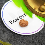 12 Mukhi Indonesia Rudraksha