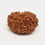 12 Mukhi Rudraksha — bead worn on red thread