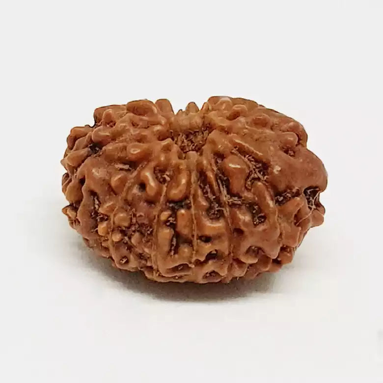 12 Mukhi Rudraksha — bead worn on red thread