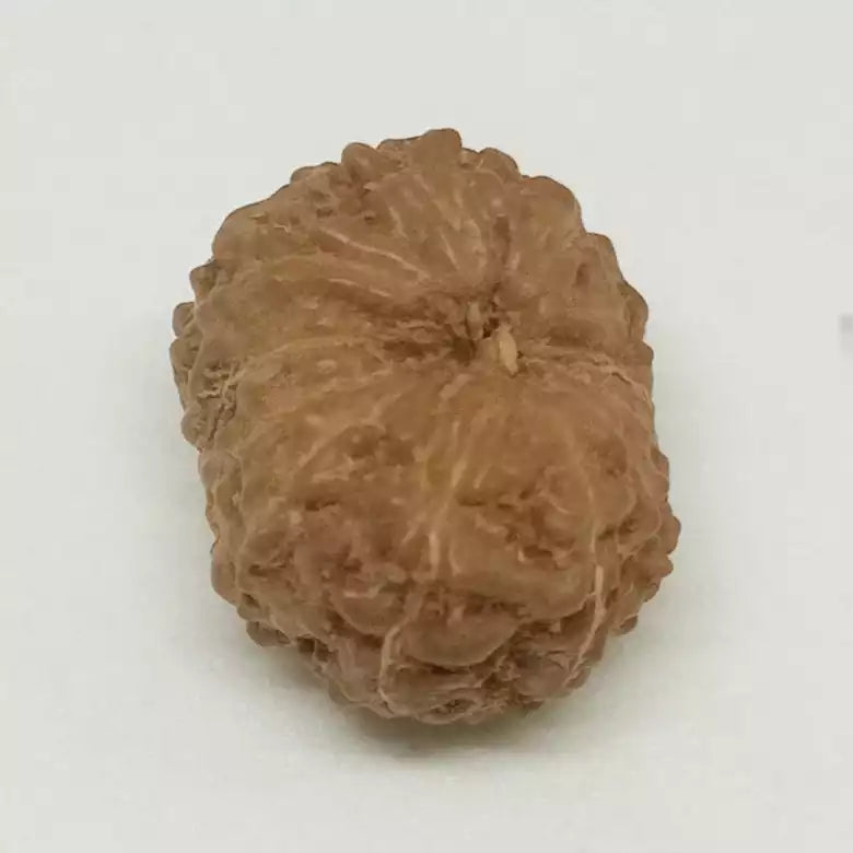 Twelve Mukhi Premium Rare Rudraksha — close-up macro showing surface texture and natural lines