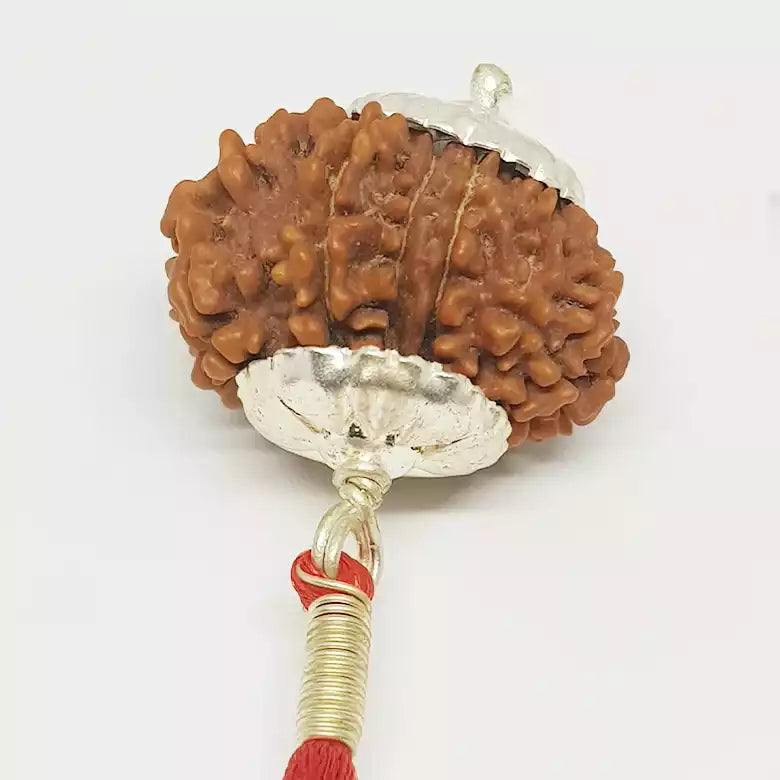 12 Faced Rudraksha — close-up macro showing surface texture and natural lines