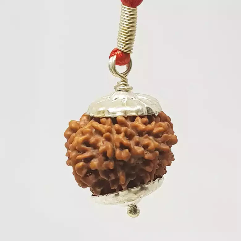 12 Faced Rudraksha — bead size reference