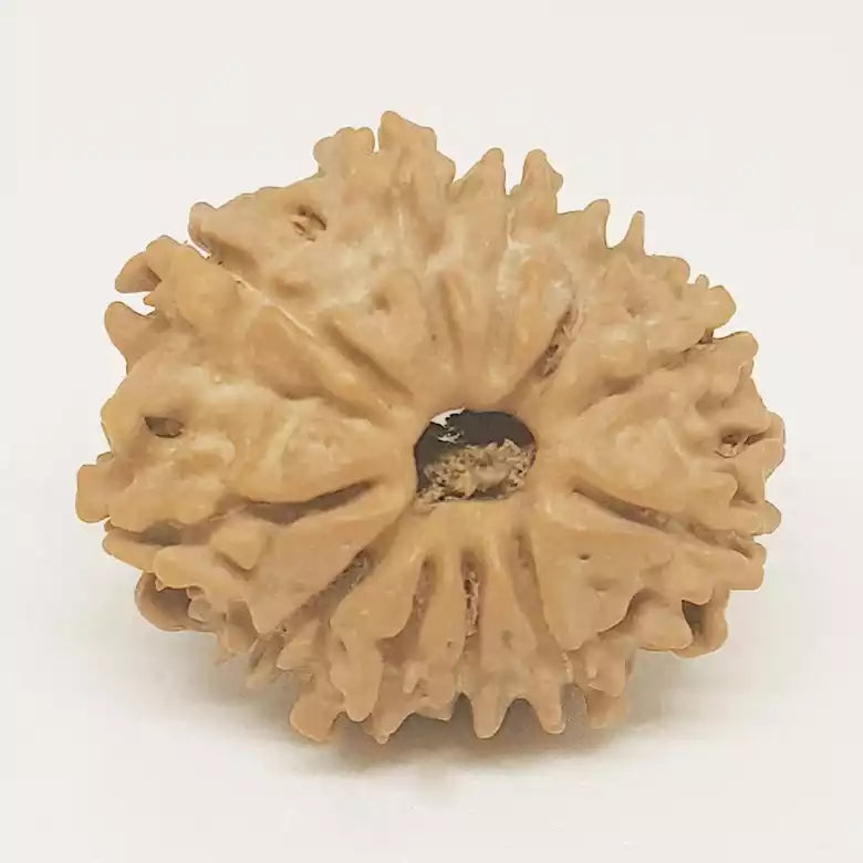 12 Faced Rudraksha — bead worn on red thread