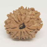12 Faced Rudraksha — packaging back showing wearing instructions