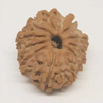 12 Faced Rudraksha — main bead view showing mukhi (faces)
