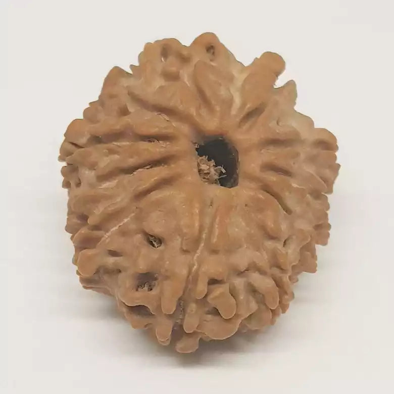 12 Faced Rudraksha — main bead view showing mukhi (faces)