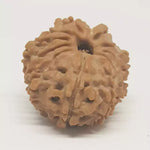 12 Faced Rudraksha — close-up macro showing surface texture and natural lines