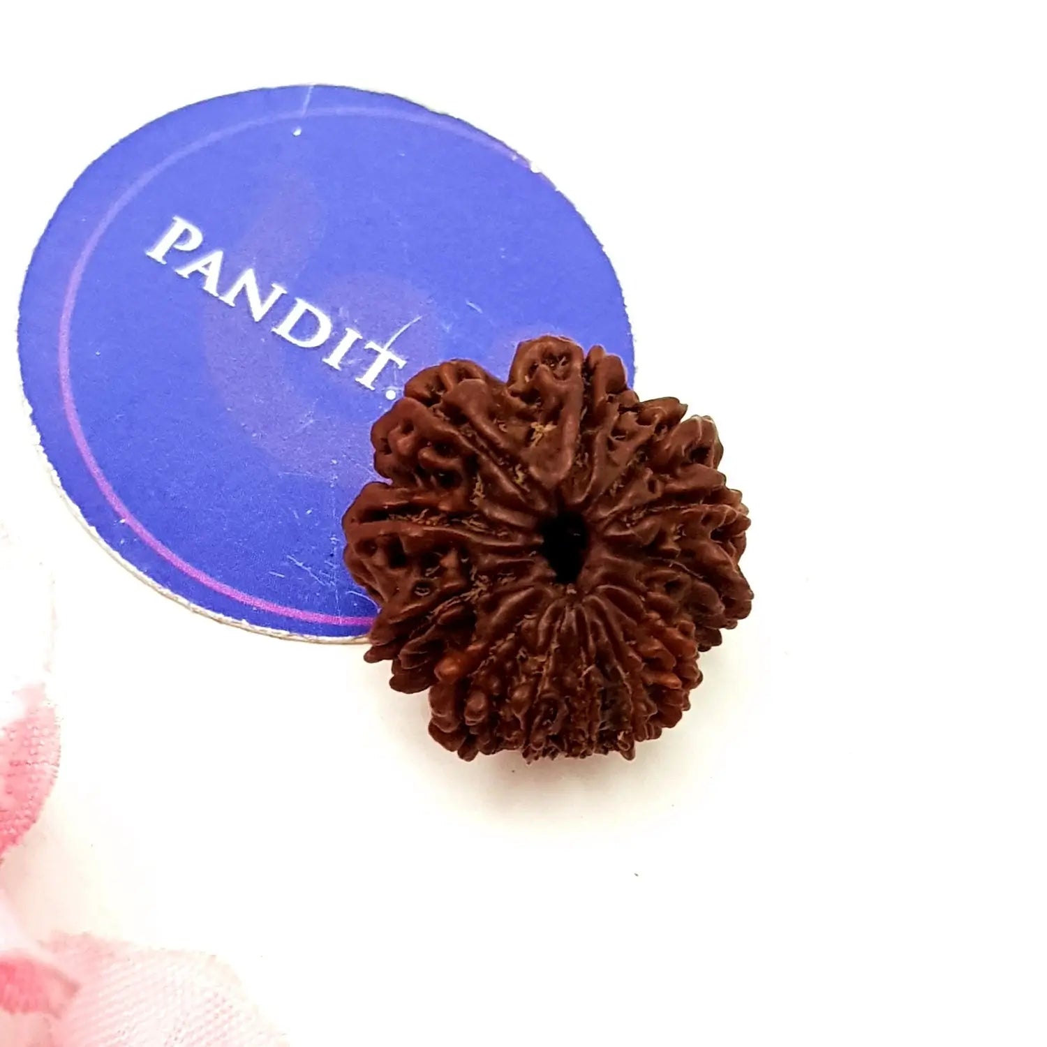 Twelve Mukhi Rudraksha Nepal