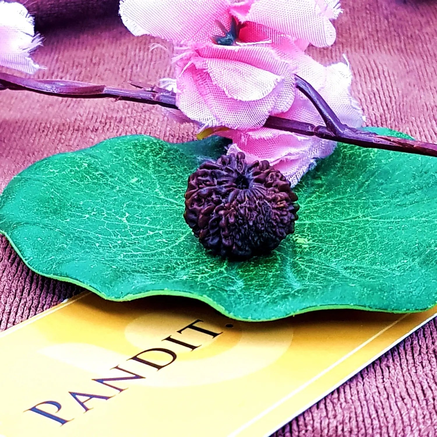 Twelve Mukhi Rudraksha Nepal