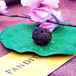 12 Faced Rudraksha - Nepal