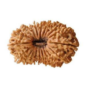 Twenty Mukhi Premium Rare Rudraksha