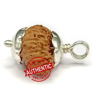 23 Mukhi Rudraksha – Indonesia