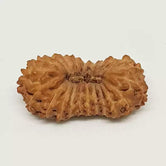 21 Mukhi Rudraksha — main bead view showing mukhi (faces)