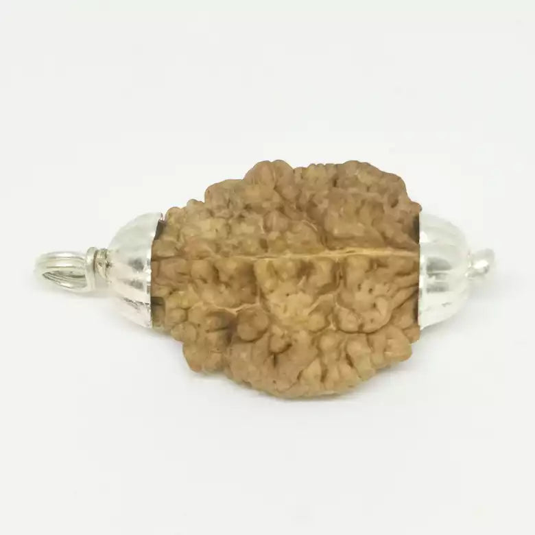 2 Faced Rudraksha — bead worn on red thread
