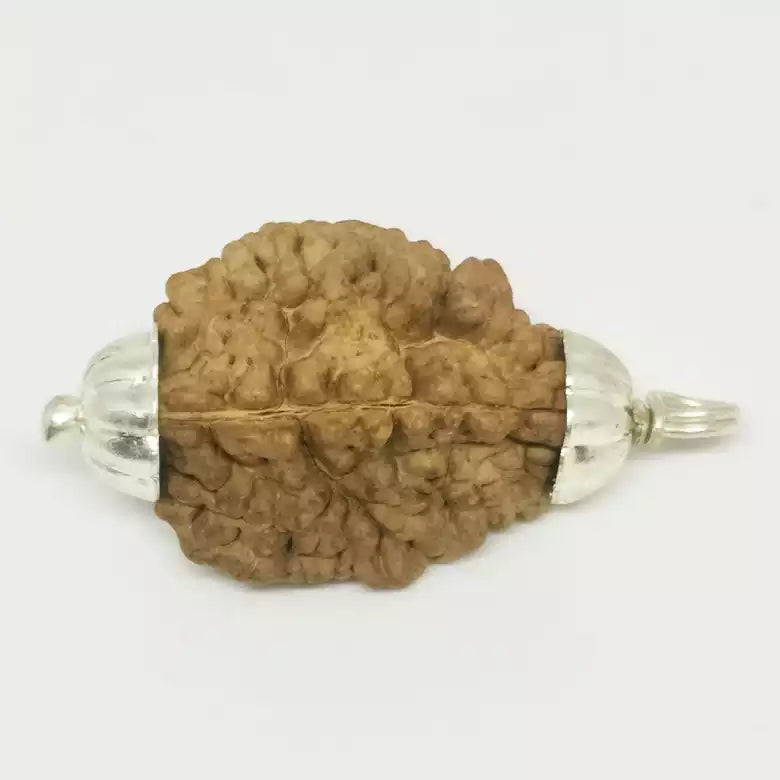 2 Faced Rudraksha — packaging back showing wearing instructions