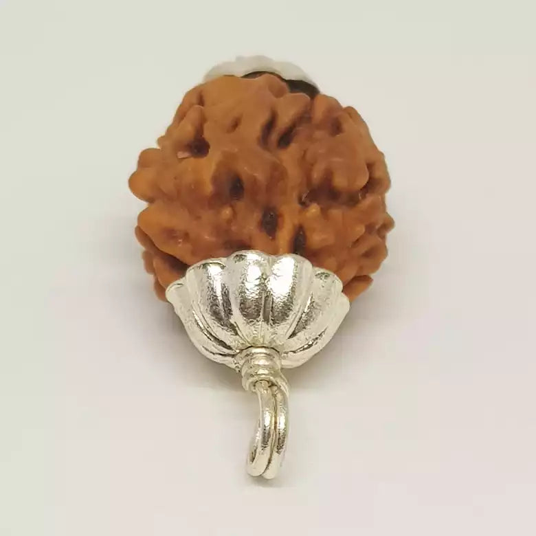 Two Mukhi Premium Rare Rudraksha — bead size reference