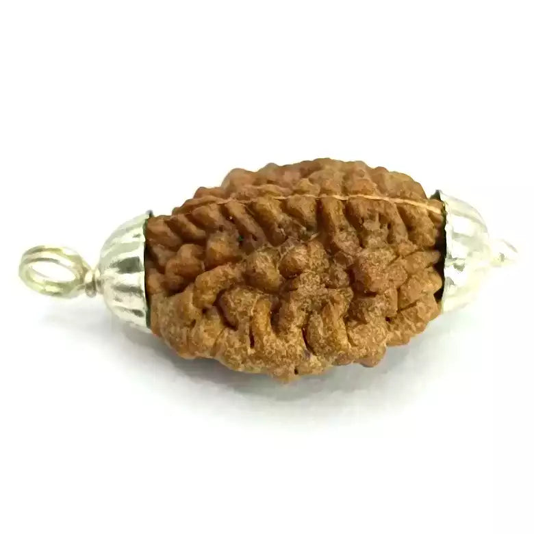 Original Rudraksha Online – Graines De Rudraksha Bienfaits – YYIP