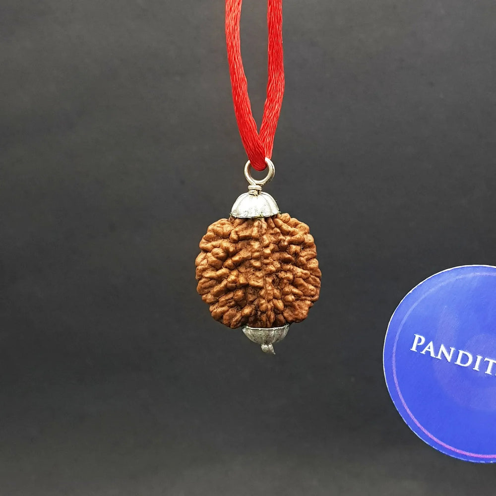 2 Faced Rudraksha – India | Relationship Bead - Pandit.com