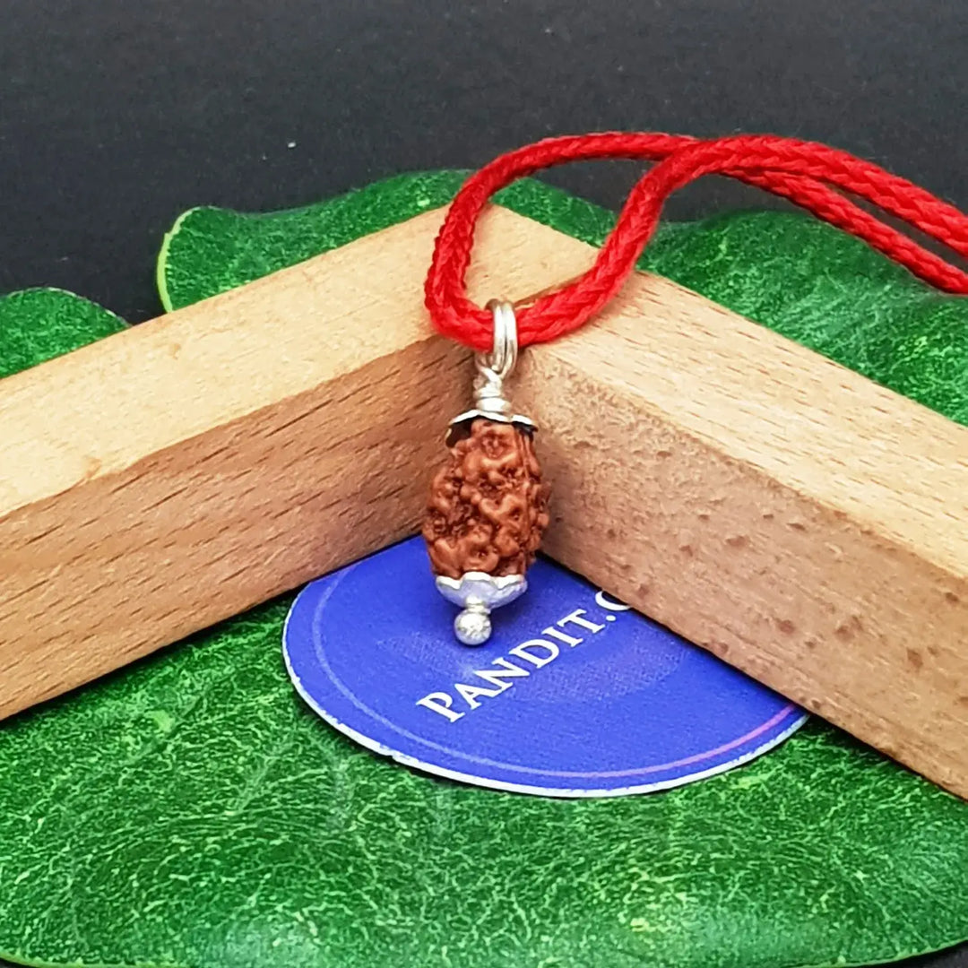 2 Mukhi Rudraksha - Indonesia