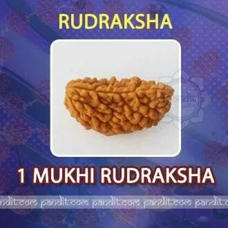 1 Mukhi Rudraksh