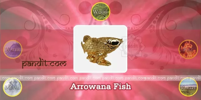 Arrowana Fish