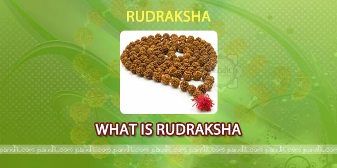 What is Rudraksha and its real Story