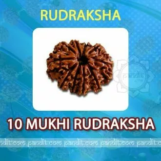 10 Mukhi Rudraksh