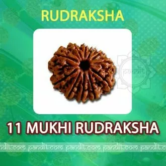11 Mukhi Rudraksh