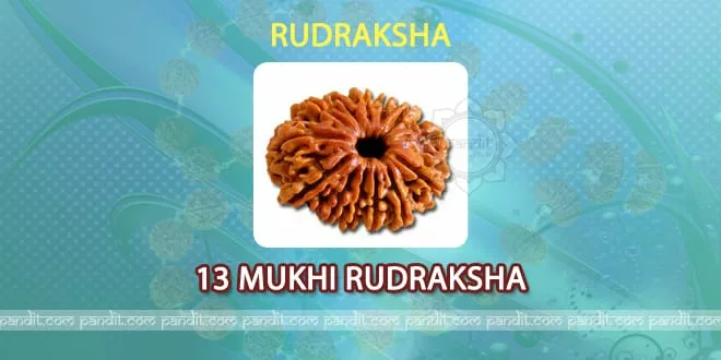 13 mukhi Rudraksh