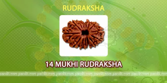 14 mukhi Rudraksha