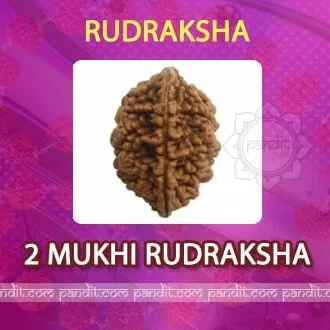 2 Mukhi Rudraksh