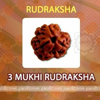 3 mukhi Rudraksh