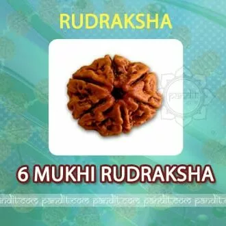 6 Mukhi Rudraksh