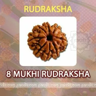8 Mukhi Rudraksh