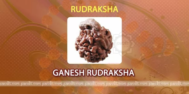 Ganesh Rudraksh