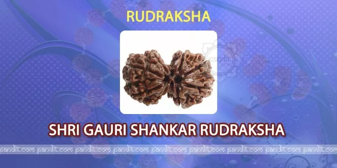 Shri Gauri Shankar Rudraksh