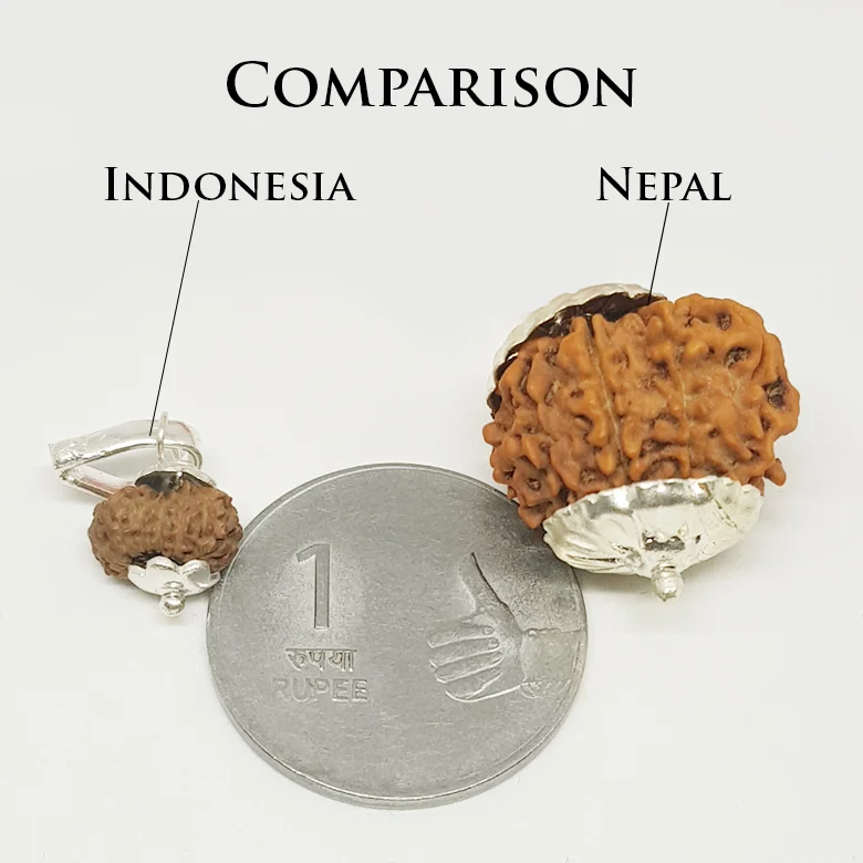 Indonesia & Nepal Rudraksha Comparison