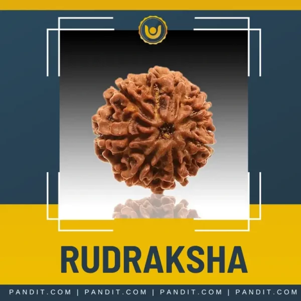Real Rudraksha